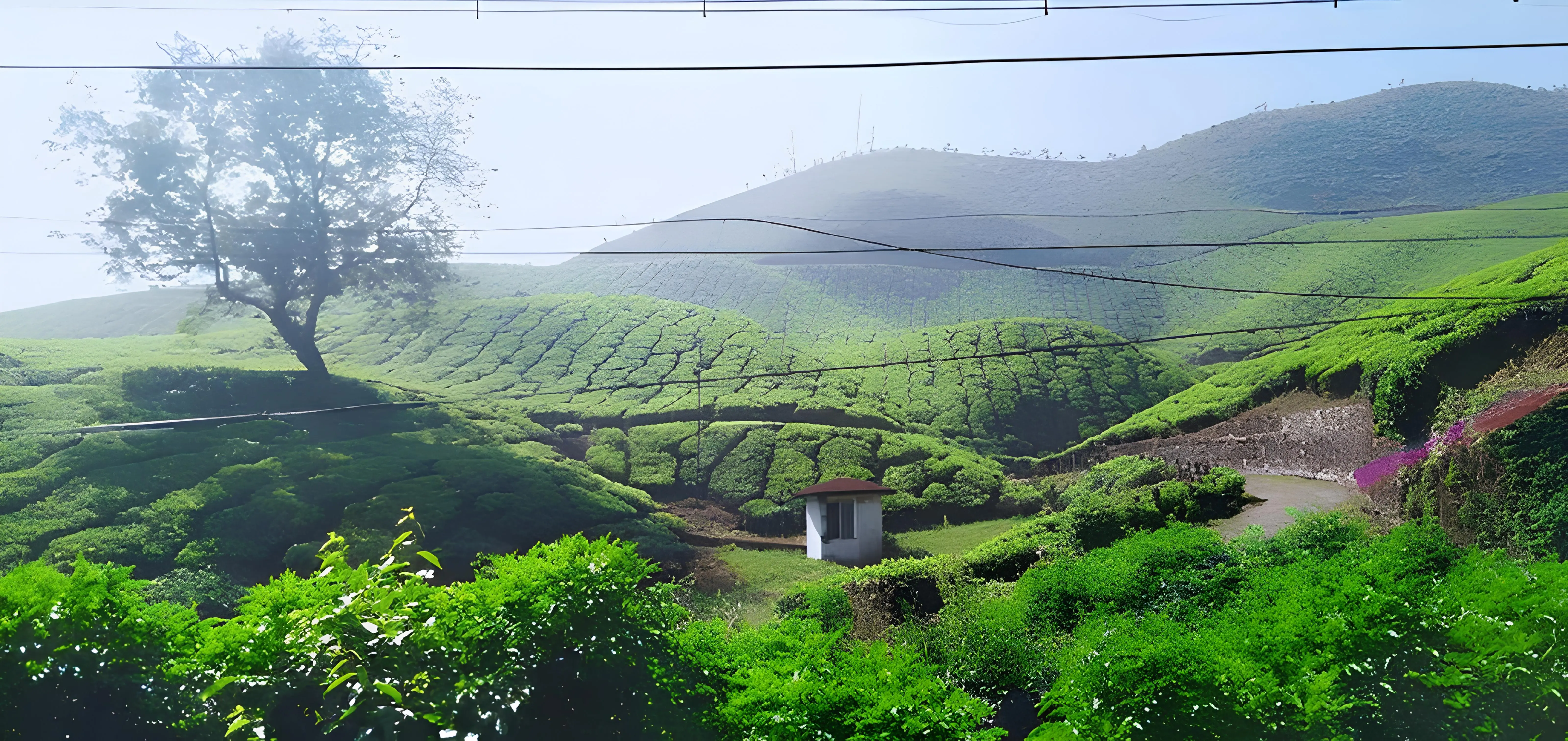 Assam